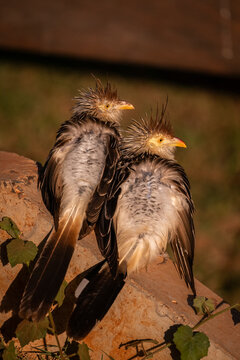 Beautiful view to couple of guira cuckoos in the Pantanal of Miranda