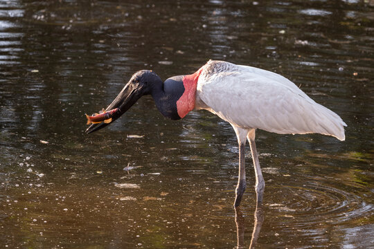 Beautiful view to jabiru stork bird eating fish in the Pantanal