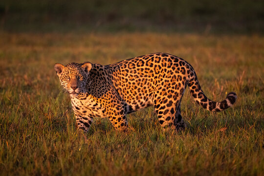 Beautiful view to wild jaguar in the Pantanal of Miranda