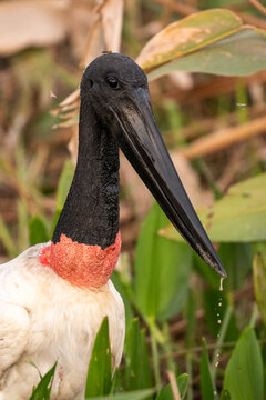 Jabiru stork in the Pantanal of Miranda, Mato Grosso do Sul