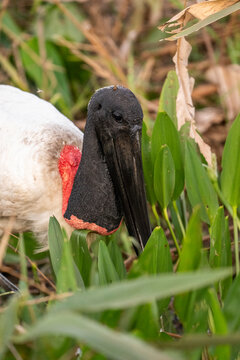 Jabiru stork in the Pantanal of Miranda, Mato Grosso do Sul