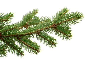 Close up of a green pine branch with sharp needles against a black background evergreen, Isolated On Transparent Background, Png Cut Out