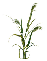 Panicum miliaceum tree, front view, cutout, transparent background, isolate, Vibrant green plant with seed heads, perfect for nature and health concepts