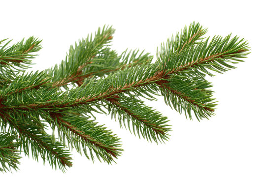 Close up of a green pine branch with sharp needles against a black background evergreen, Isolated On Transparent Background, Png Cut Out - Powered by Adobe