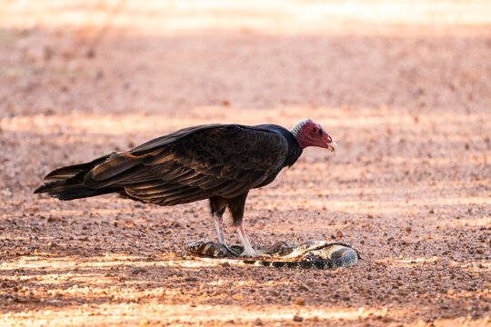 Beautiful view to turkey vulture eating dead tegu lizard