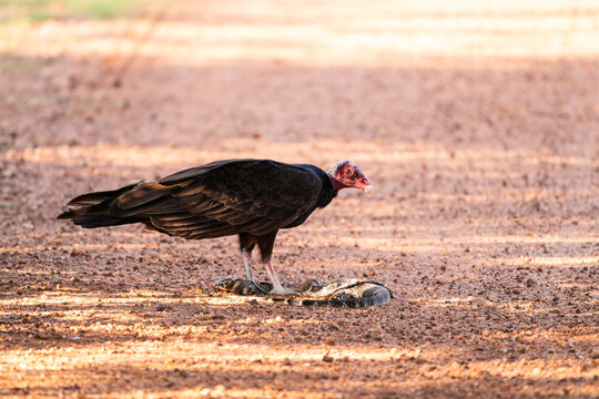 Beautiful view to turkey vulture eating dead tegu lizard