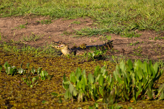 Beautiful view to paraguayan caiman in the Pantanal of Miranda