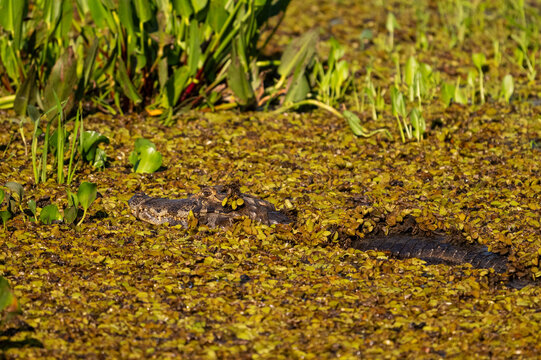 Beautiful view to paraguayan caiman in the Pantanal of Miranda