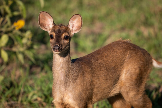 Beautiful view to brown brocket deer in the Pantanal of Miranda