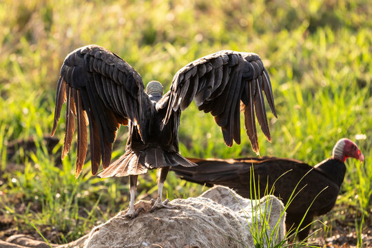 Beautiful view to turkey vulture eating dead cow in the Pantanal
