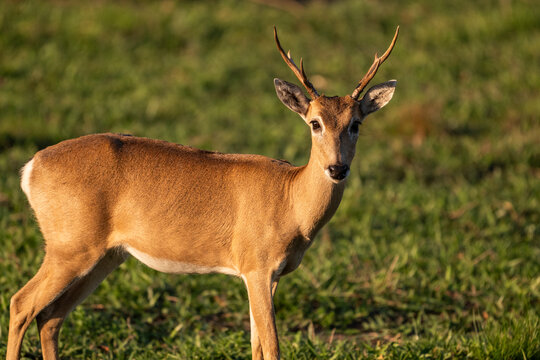 Beautiful view to pampas deer in the Pantanal of Miranda