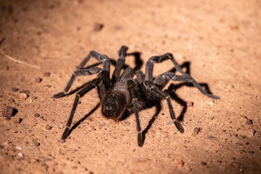 Beautiful view to tarantula spider in the Pantanal of Miranda