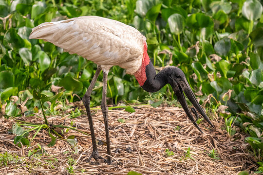 Beautiful view to jabiru stork fishing in the Pantanal of Miranda
