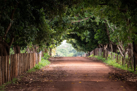 Beautiful view to road with mango trees in the Pantanal of Miranda