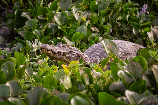Beautiful view to paraguayan caiman in the Pantanal of Miranda
