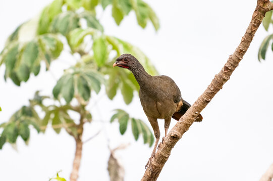 Beautiful view to chaco chachalaca in the Pantanal of Miranda