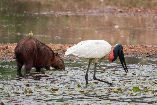 Beautiful view to jabiru stork and capybara with bird on the back