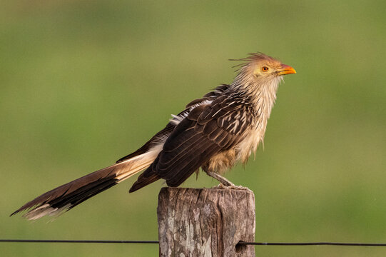 Beautiful view to guira cuckoo in the Pantanal of Miranda