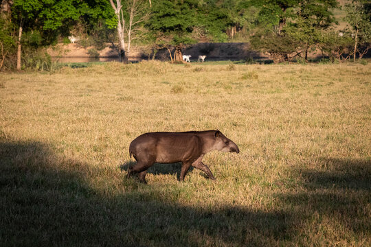 Beautiful view to tapir in the Pantanal of Miranda