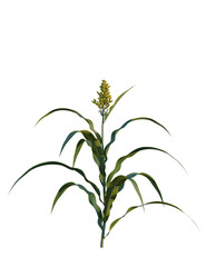 Fototapeta premium Sorghum bicolor tree, front view, cutout, transparent background, isolate, Vibrant green sorghum plant with flower head isolated on black background