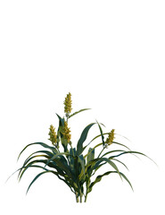 Sorghum bicolor tree, front view, cutout, transparent background, isolate, Vibrant sorghum plant with lush green leaves and golden seed heads, isolated