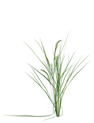 Oryza sativa tree, front view, cutout, transparent background, isolate, Fresh green grass, perfect for adding natural textures to your designs