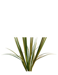 Oryza sativa tree, front view, cutout, transparent background, isolate, Vibrant green ornamental grass with transparent background for design projects