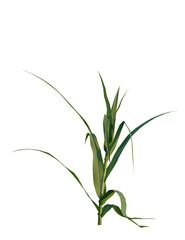 Panicum miliaceum tree, front view, cutout, transparent background, isolate, Vibrant green plant against black backdrop, perfect for nature designs