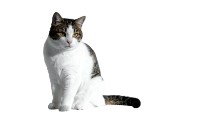 Alert, seated feline; white and grey patched tabby in sunlight