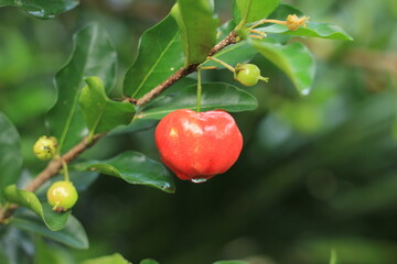 Ripe red Acerola cherry fruit on tree branch in the garden, Thailand