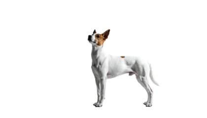 White and brown dog standing looking up against black backdrop