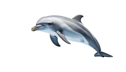 Fototapeta premium Dolphin leaps, gray and white, against black background