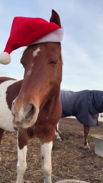 Cute pinto horse or pony wearing red Santa hat chews oats while looking at camera. in paddock at stable. Funny animals in Christmas decoration. Festive dinner at Chinese zodiac sign of Year Horse. 