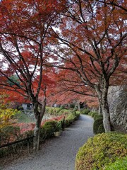 紅葉した庭園