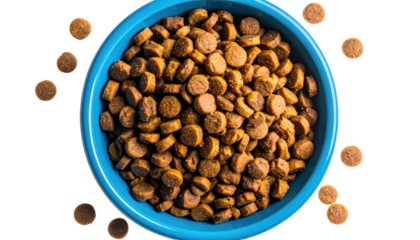 Blue bowl filled with brown dog food, isolated