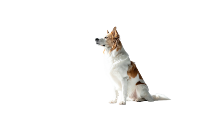 Brown and white dog sits looking left with black background