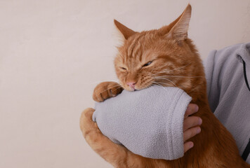 Domestic ginger cat playfully bites its owner's hand.