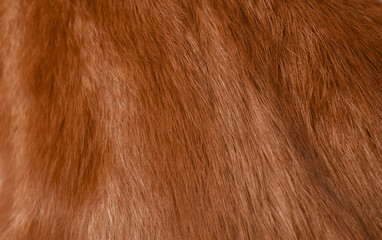 The texture of ginger domestic cat's fur © VI-stock studio