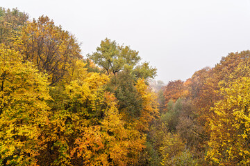 Fototapeta premium Scenic aerial view of forest trees with colorful autumn foliage on foggy day, showcasing nature beauty and the changing season.