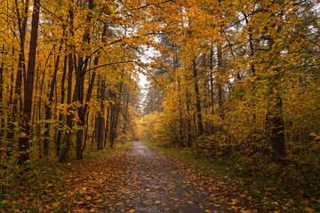 Obraz premium Empty road winding through vibrant autumn forest with tall trees and golden foliage. Nature landscape for background or design element.
