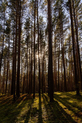Fototapeta premium Sunrise or sunset in tall pine forest with long shadows on mossy ground. Nature landscape for tranquility and wilderness. Natural scenic view for wallpaper design.