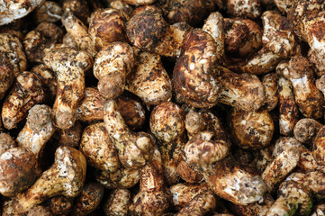 Wild Tricholoma matsutake mushroom in China