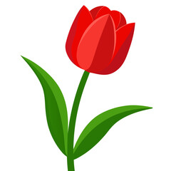 Single red tulip flower. Gift for Birthday, Valentine's day, Mother's Day, Women's Day, Wedding. Vector Illustration isolated on white background