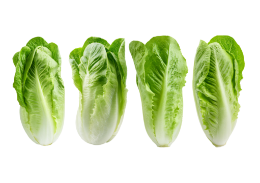 Collection Fresh single Romaine or cos lettuce isolated on transparent or white background