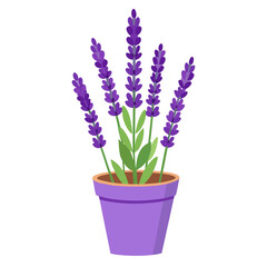 Fototapeta premium Vector Illustration of Violet Lavender flowers in pot on white background