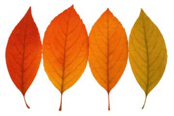Autumn tree leaves showing a vibrant gradient of colors from red to orange and yellow, falling foliage on transparent background