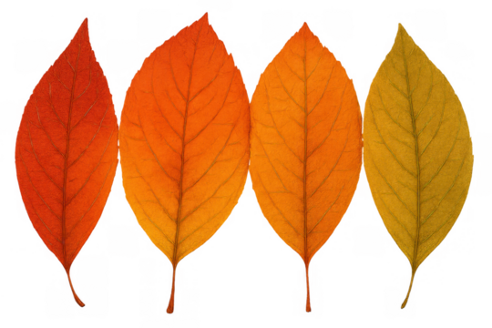 Autumn tree leaves showing a vibrant gradient of colors from red to orange and yellow, falling foliage on transparent background
