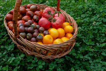 Red, organic tomatoes in a wicker basket and this basket of tomatoes on the grass.