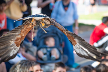 Harris's hawk (Harris Eagle) exhibition