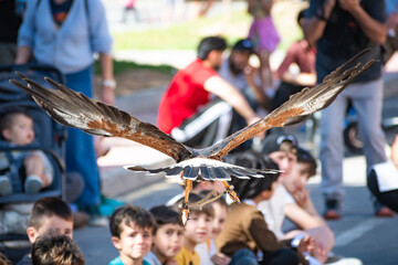Harris's hawk (Harris Eagle) exhibition